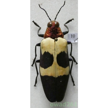 Chrysochroa buqueti rugicollis (Gory, 1833) Thailand 43mm10